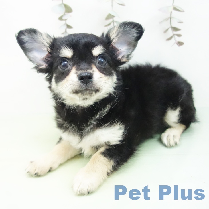 石川県のチワワ(ロング) (ペットプラス 新小松店/2025年10月1日生まれ/女の子/ブラッククリーム)の子犬の2枚目の画像