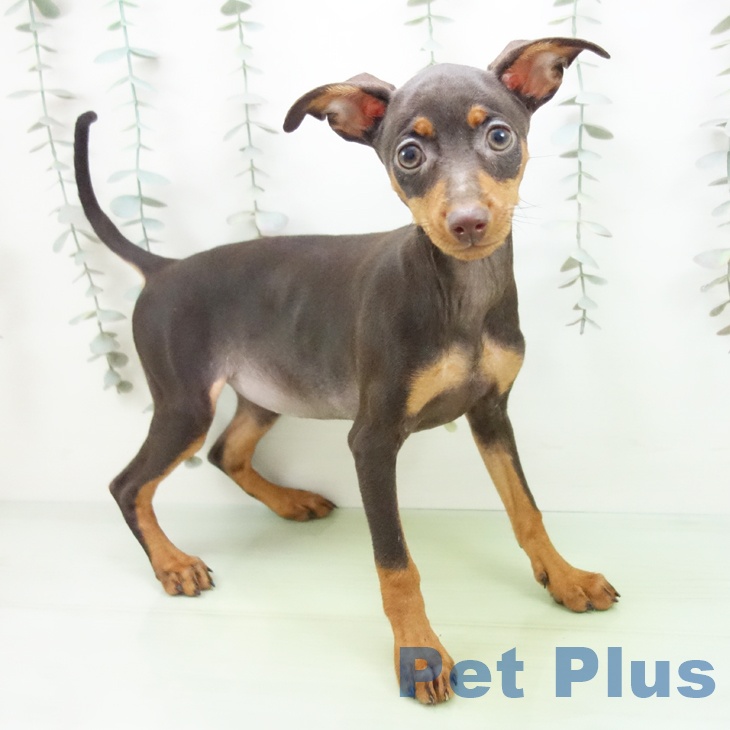 群馬県のミニチュアピンシャー (ペットプラス イオンモール太田店/2025年9月16日生まれ/女の子/チョコレートタン)の子犬の1枚目の画像