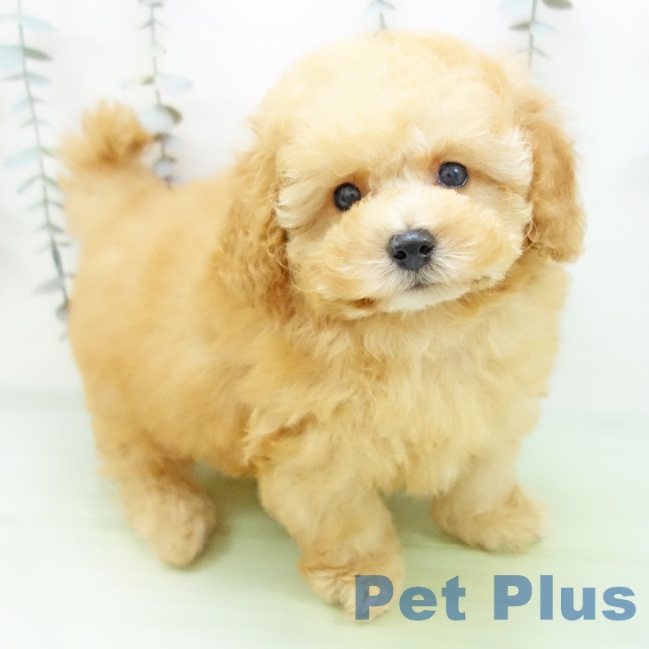愛知県のトイプードル(トイ) (ペットプラス イオンモール長久手店/2025年9月30日生まれ/男の子/アプリコット)の子犬の1枚目の画像