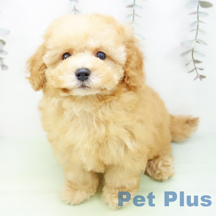 愛知県のトイプードル(トイ) (ペットプラス イオンモール長久手店/2025年9月30日生まれ/男の子/アプリコット)の子犬の2枚目の画像