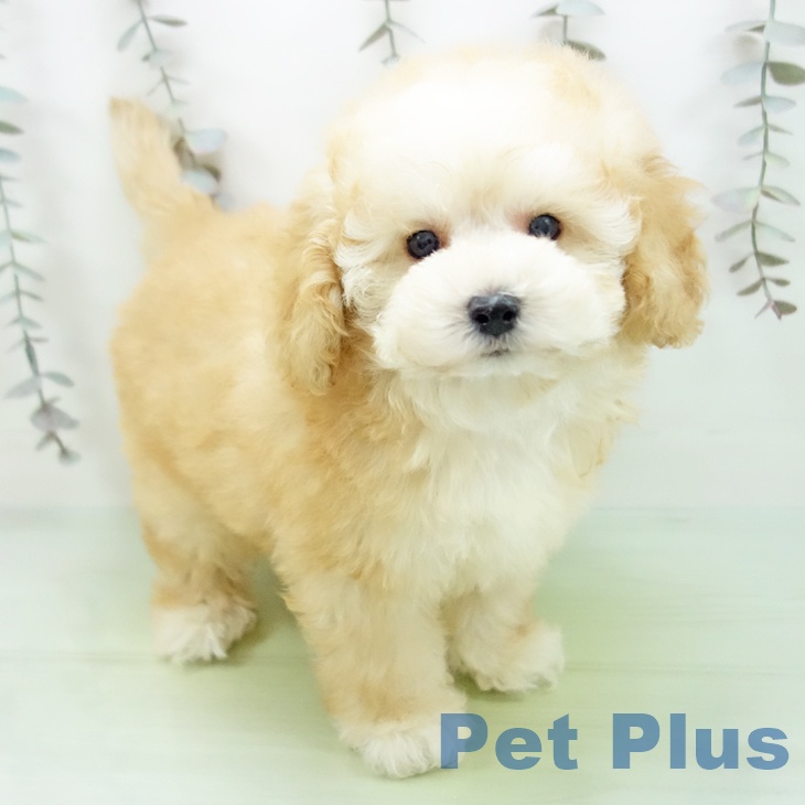 トイ・プードル