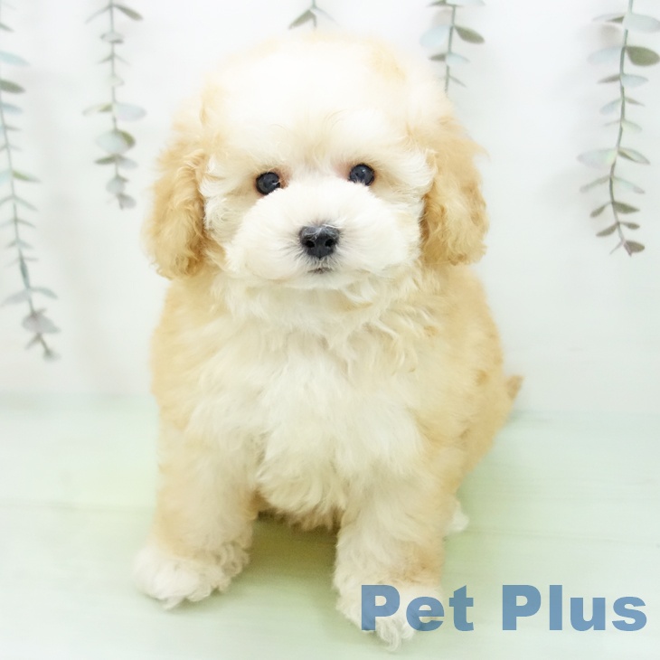 トイ・プードルの写真2