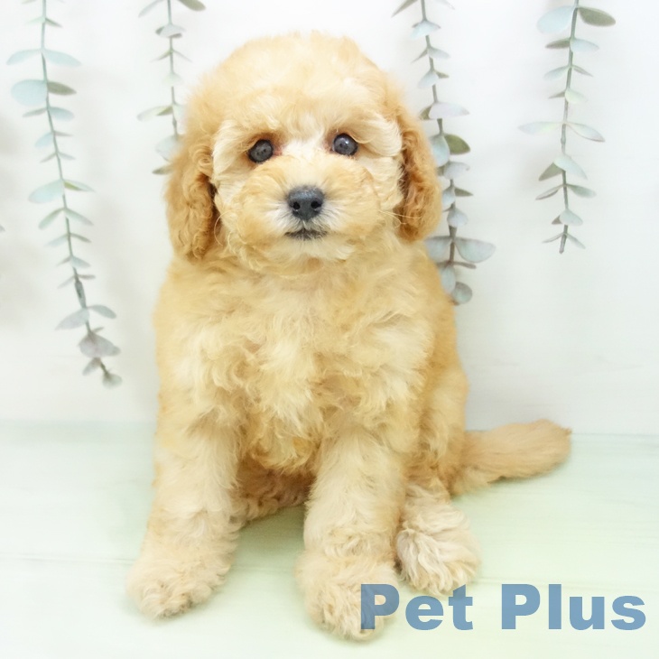 トイ・プードルの写真2