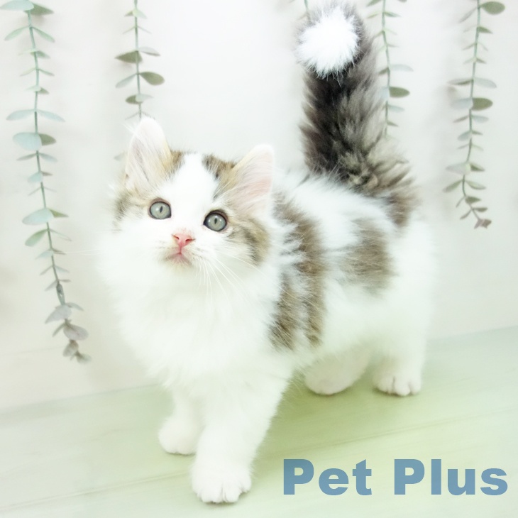 ラガマフィンの写真2