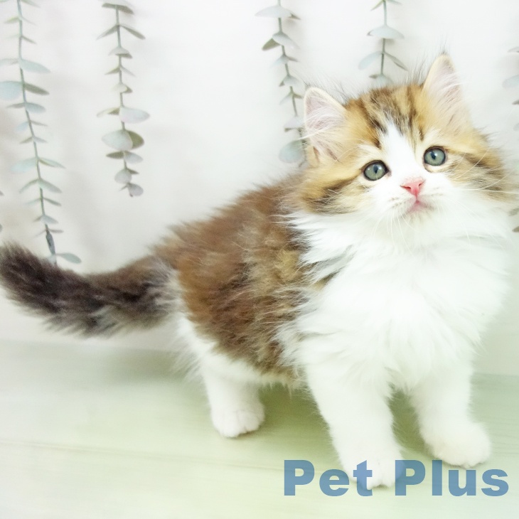 ラガマフィンの写真2