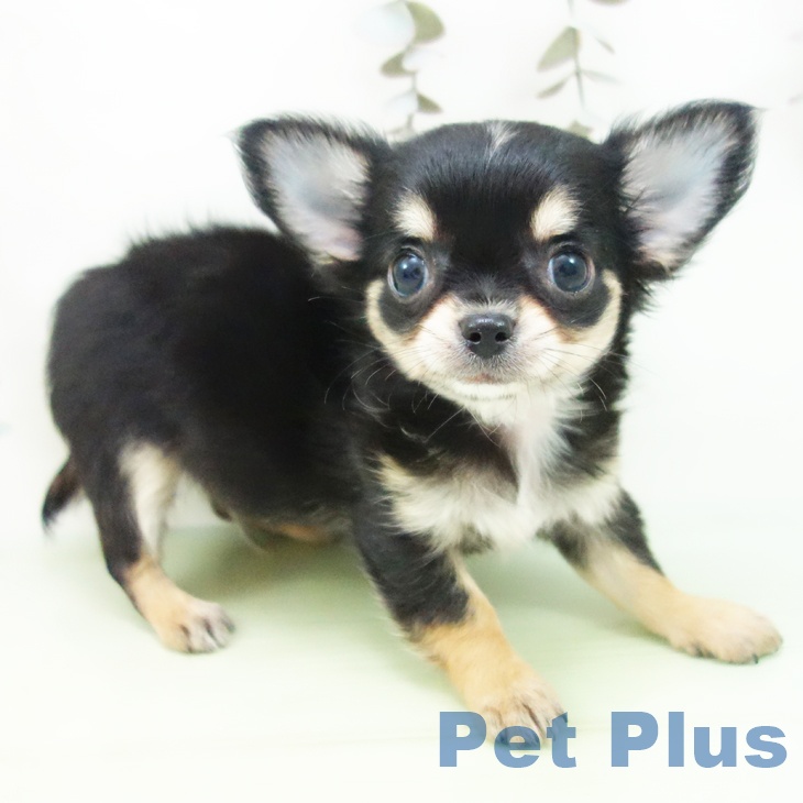 岐阜県のチワワ(ロング) (ペットプラス 各務原店/2025年9月24日生まれ/男の子/ブラックタンホワイト)の子犬の1枚目の画像