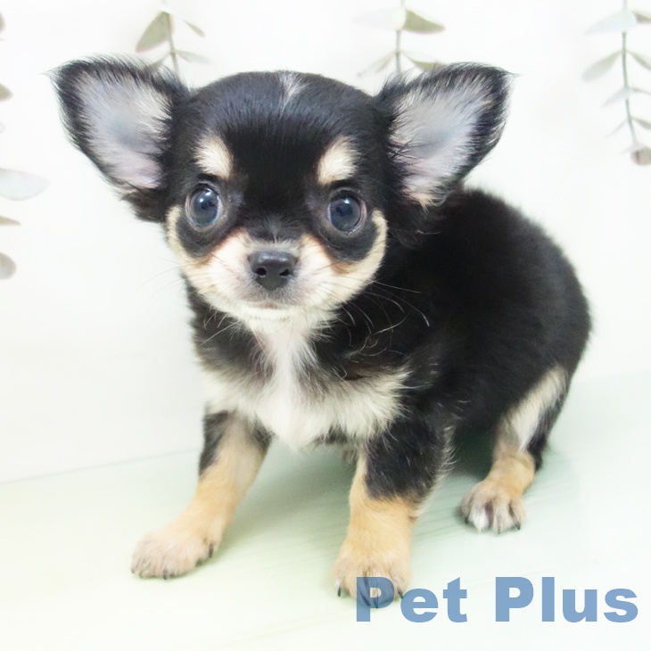岐阜県のチワワ(ロング) (ペットプラス 各務原店/2025年9月24日生まれ/男の子/ブラックタンホワイト)の子犬の2枚目の画像