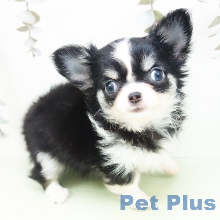 愛知県のチワワ(ロング) (ペットプラス ナゴヤドーム前店/2025年9月24日生まれ/女の子/ブラッククリームホワイト)の子犬の1枚目の画像