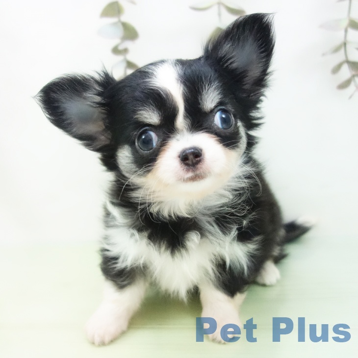 愛知県のチワワ(ロング) (ペットプラス ナゴヤドーム前店/2025年9月24日生まれ/女の子/ブラッククリームホワイト)の子犬の2枚目の画像