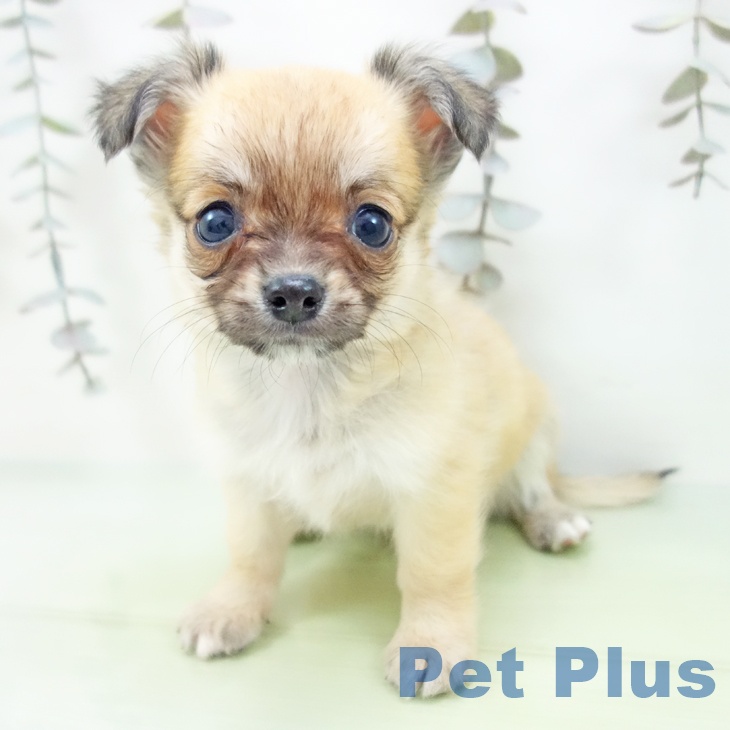 愛知県のチワワ(ロング) (ペットプラス 則武新町店/2025年9月29日生まれ/男の子/レッド)の子犬の1枚目の画像