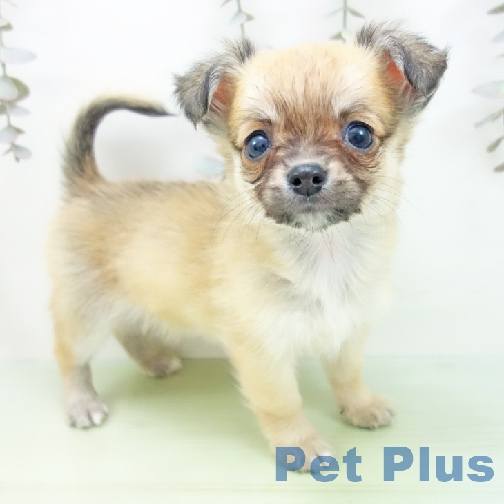 愛知県のチワワ(ロング) (ペットプラス 則武新町店/2025年9月29日生まれ/男の子/レッド)の子犬の2枚目の画像