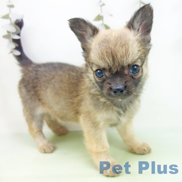 岐阜県のチワワ(ロング) (ペットプラス 各務原店/2025年9月29日生まれ/男の子/セーブル)の子犬の1枚目の画像