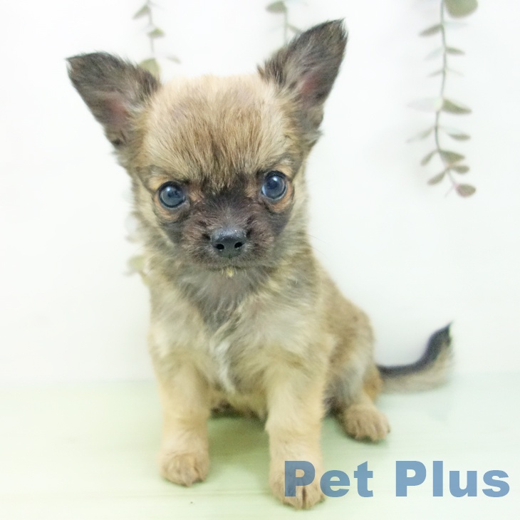 岐阜県のチワワ(ロング) (ペットプラス 各務原店/2025年9月29日生まれ/男の子/セーブル)の子犬の2枚目の画像