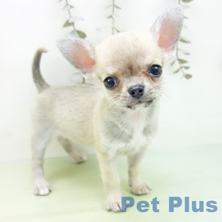 岐阜県のチワワ(ロング) (ペットプラス 各務原店/2025年9月29日生まれ/男の子/フォーン)の子犬の1枚目の画像