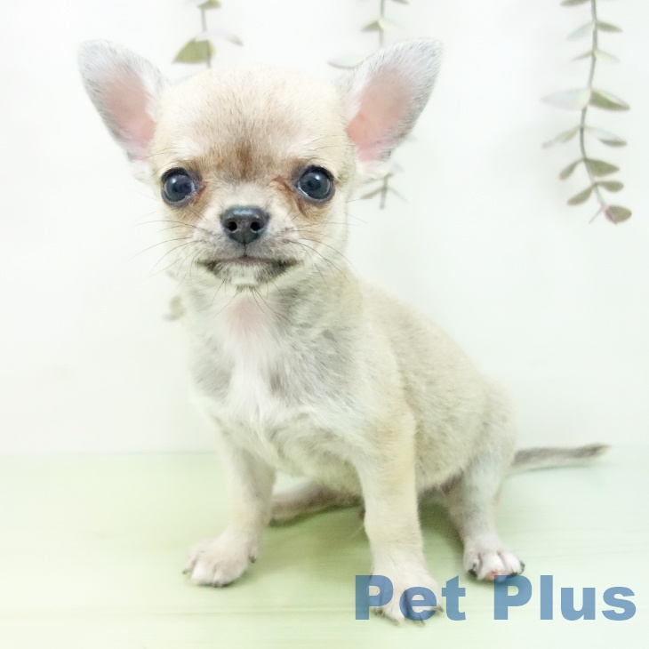 岐阜県のチワワ(ロング) (ペットプラス 各務原店/2025年9月29日生まれ/男の子/フォーン)の子犬の2枚目の画像