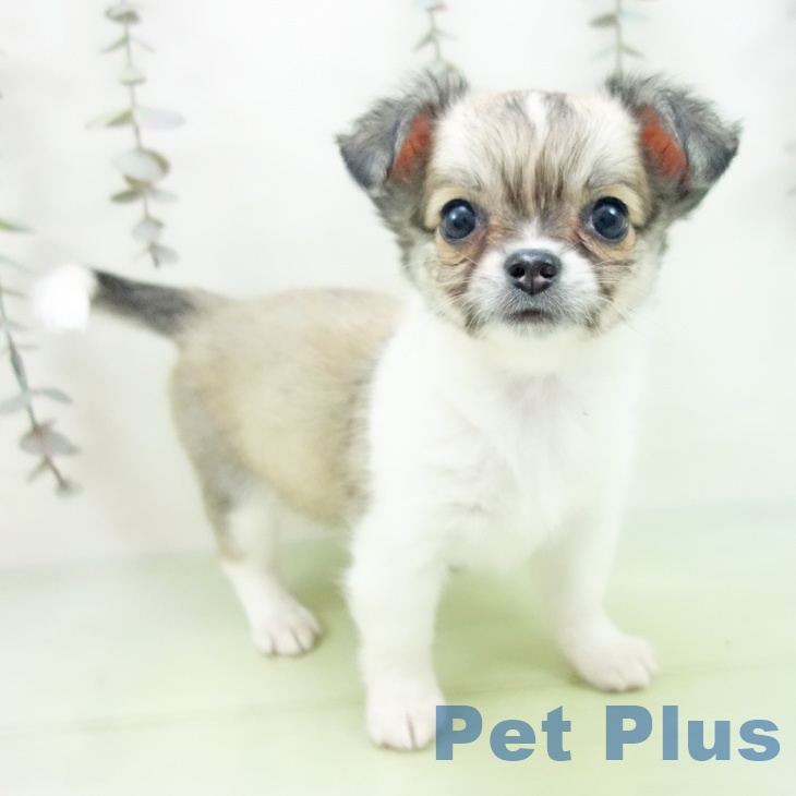 愛知県のチワワ(ロング) (ペットプラス 三好店/2025年9月29日生まれ/女の子/セーブルホワイト)の子犬の1枚目の画像