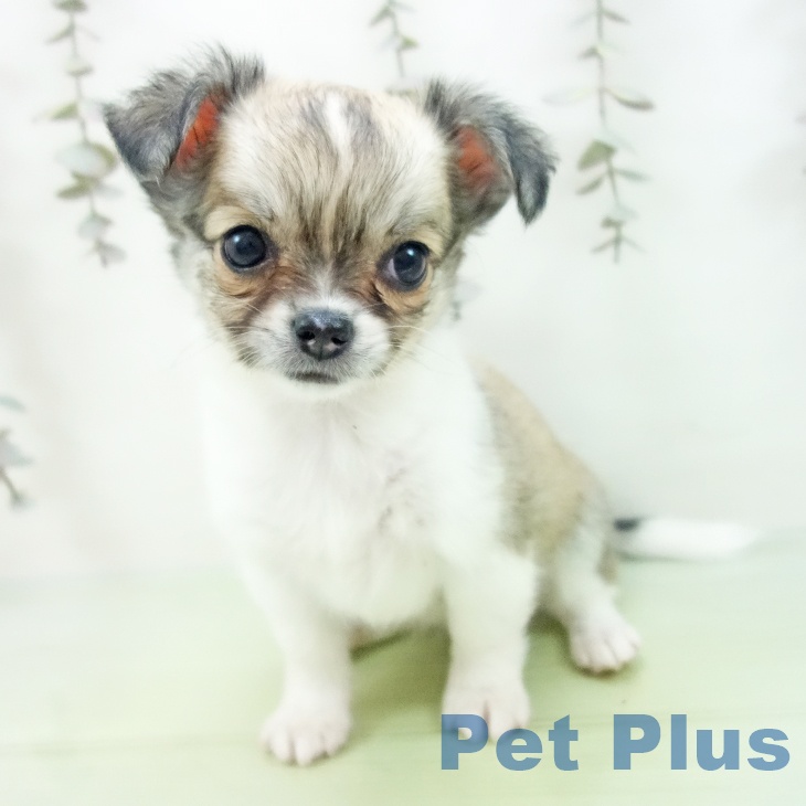 愛知県のチワワ(ロング) (ペットプラス 三好店/2025年9月29日生まれ/女の子/セーブルホワイト)の子犬の2枚目の画像