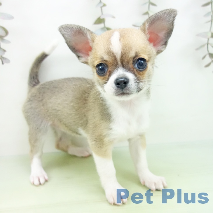 愛知県のチワワ(ロング) (ペットプラス みなと店/2025年9月29日生まれ/女の子/フォーンホワイト)の子犬の1枚目の画像