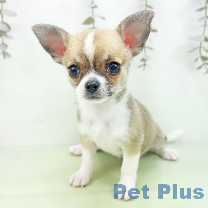 愛知県のチワワ(ロング) (ペットプラス みなと店/2025年9月29日生まれ/女の子/フォーンホワイト)の子犬の2枚目の画像