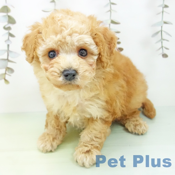 岐阜県のトイプードル(トイ) (ペットプラス 光ケ丘店/2025年10月1日生まれ/男の子/アプリコット)の子犬