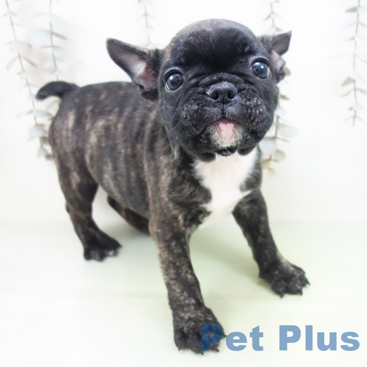 愛知県のフレンチブルドッグ (ペットプラス 岡崎店/2025年9月29日生まれ/男の子/ブリンドル)の子犬の1枚目の画像