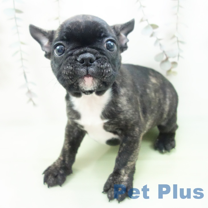 愛知県のフレンチブルドッグ (ペットプラス 岡崎店/2025年9月29日生まれ/男の子/ブリンドル)の子犬の2枚目の画像
