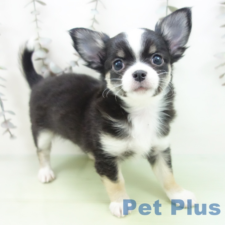 三重県のチワワ(ロング) (ペットプラス 鈴鹿店/2025年9月28日生まれ/男の子/ブラックタンホワイト)の子犬の1枚目の画像