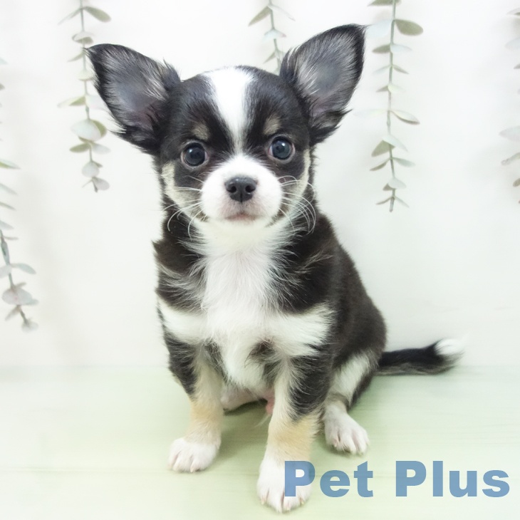 三重県のチワワ(ロング) (ペットプラス 鈴鹿店/2025年9月28日生まれ/男の子/ブラックタンホワイト)の子犬の2枚目の画像