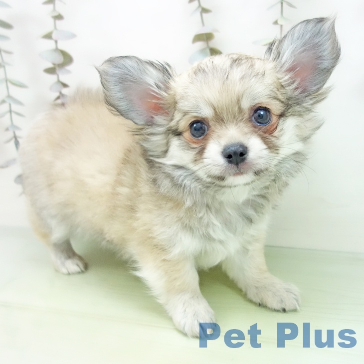 愛知県のチワワ(ロング) (ペットプラス イオンモール豊川店/2025年9月28日生まれ/男の子/フォーン)の子犬の1枚目の画像