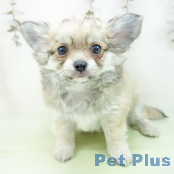 愛知県のチワワ(ロング) (ペットプラス イオンモール豊川店/2025年9月28日生まれ/男の子/フォーン)の子犬の2枚目の画像