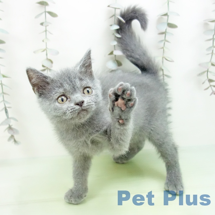 ブリティッシュショートヘア