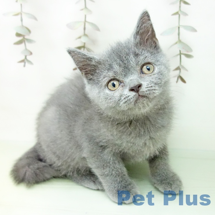 ブリティッシュショートヘア