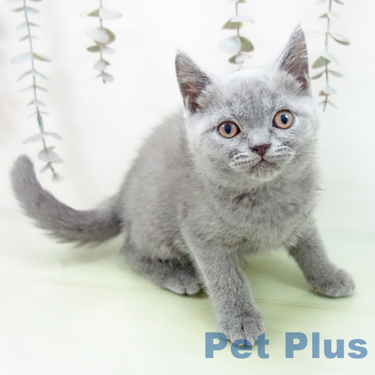 大阪府のブリティッシュショートヘアー (ペットプラス イオン大日店/2025年9月29日生まれ/女の子/ブルー)の子猫の1枚目の画像