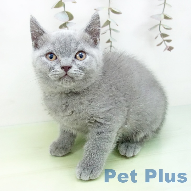 大阪府のブリティッシュショートヘアー (ペットプラス イオン大日店/2025年9月29日生まれ/女の子/ブルー)の子猫の2枚目の画像