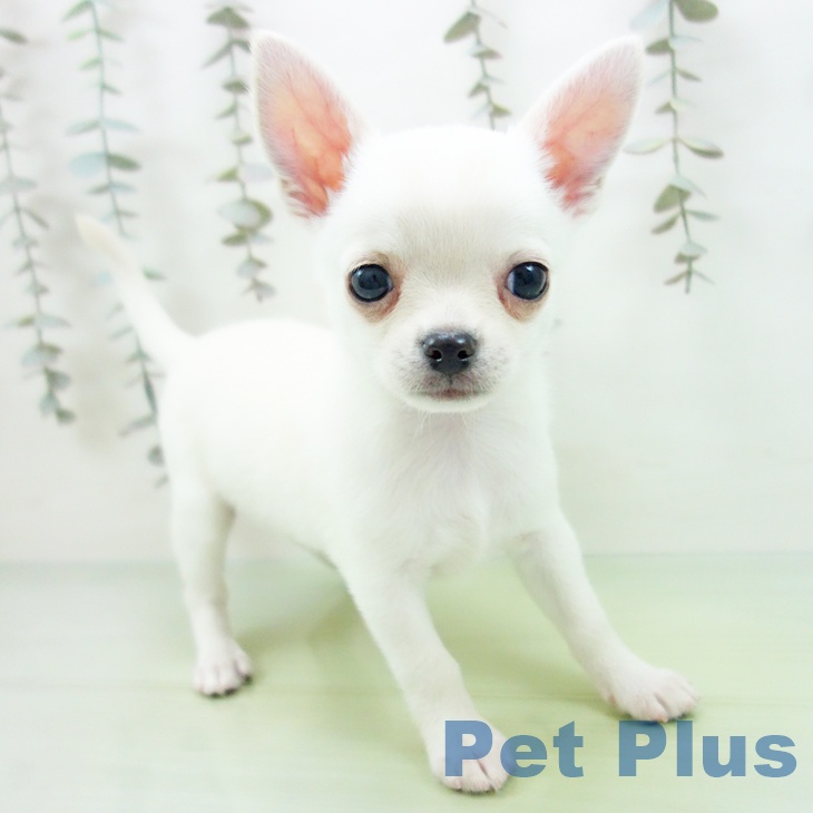 福井県のチワワ(ロング) (ペットプラス 福井店/2025年10月1日生まれ/男の子/クリーム)の子犬の1枚目の画像