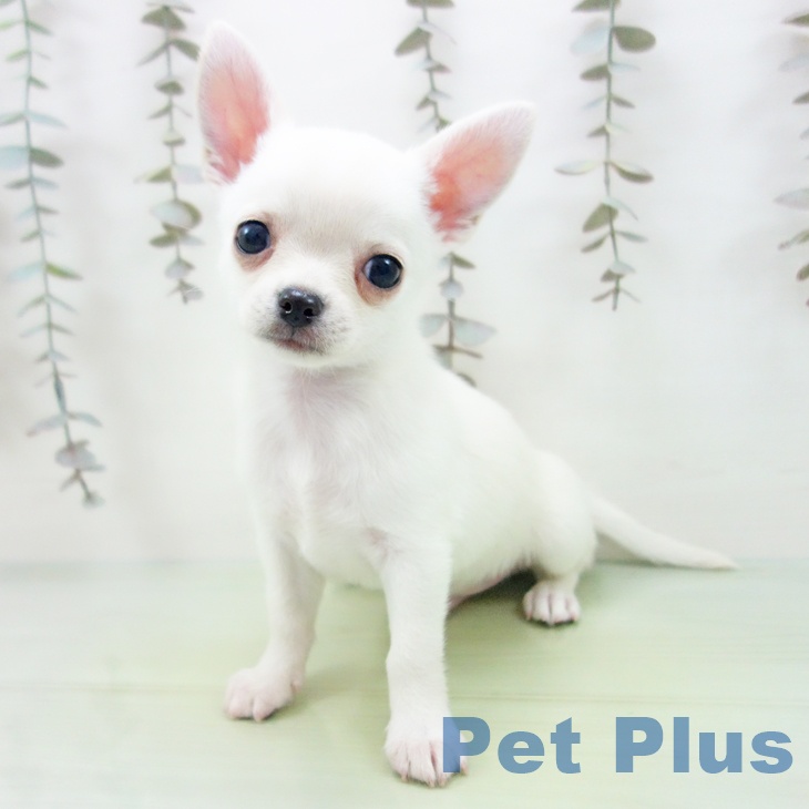 福井県のチワワ(ロング) (ペットプラス 福井店/2025年10月1日生まれ/男の子/クリーム)の子犬の2枚目の画像