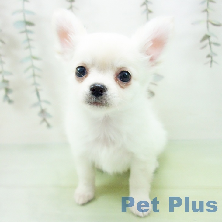 岐阜県のチワワ(ロング) (ペットプラス 光ケ丘店/2025年10月1日生まれ/女の子/クリーム)の子犬の1枚目の画像