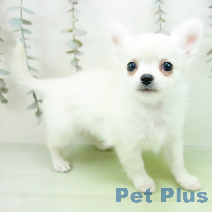 岐阜県のチワワ(ロング) (ペットプラス 光ケ丘店/2025年10月1日生まれ/女の子/クリーム)の子犬の2枚目の画像