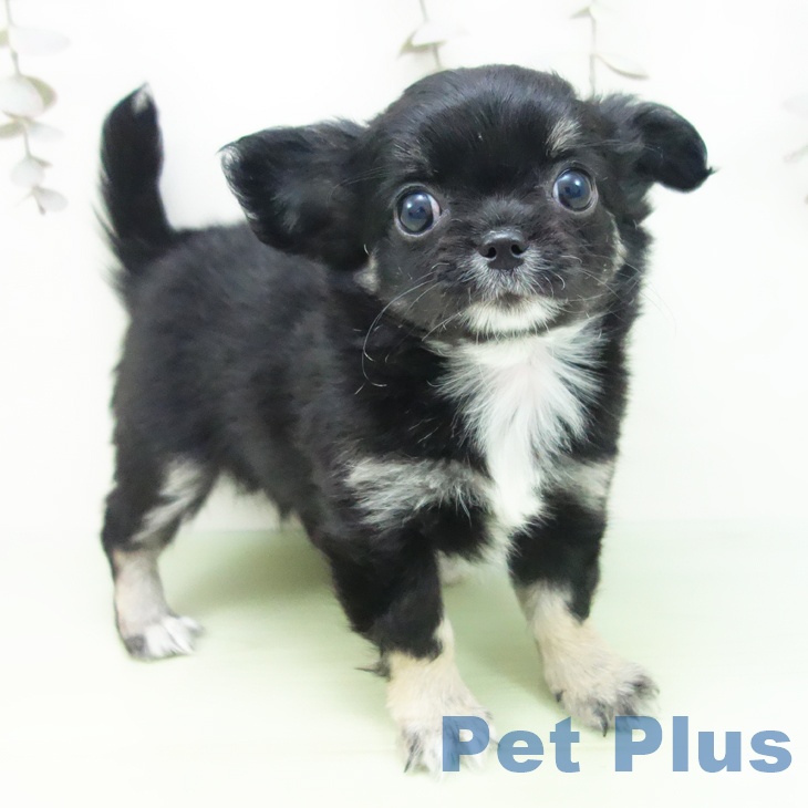 愛知県のチワワ(ロング) (ペットプラス 名古屋茶屋店/2025年10月1日生まれ/女の子/ブラックタンホワイト)の子犬の1枚目の画像