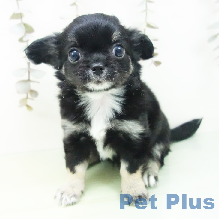 愛知県のチワワ(ロング) (ペットプラス 名古屋茶屋店/2025年10月1日生まれ/女の子/ブラックタンホワイト)の子犬の2枚目の画像