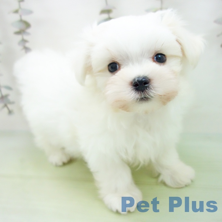 愛知県のマルチーズ (ペットプラス みなと店/2025年10月1日生まれ/男の子/ホワイト)の子犬の1枚目の画像