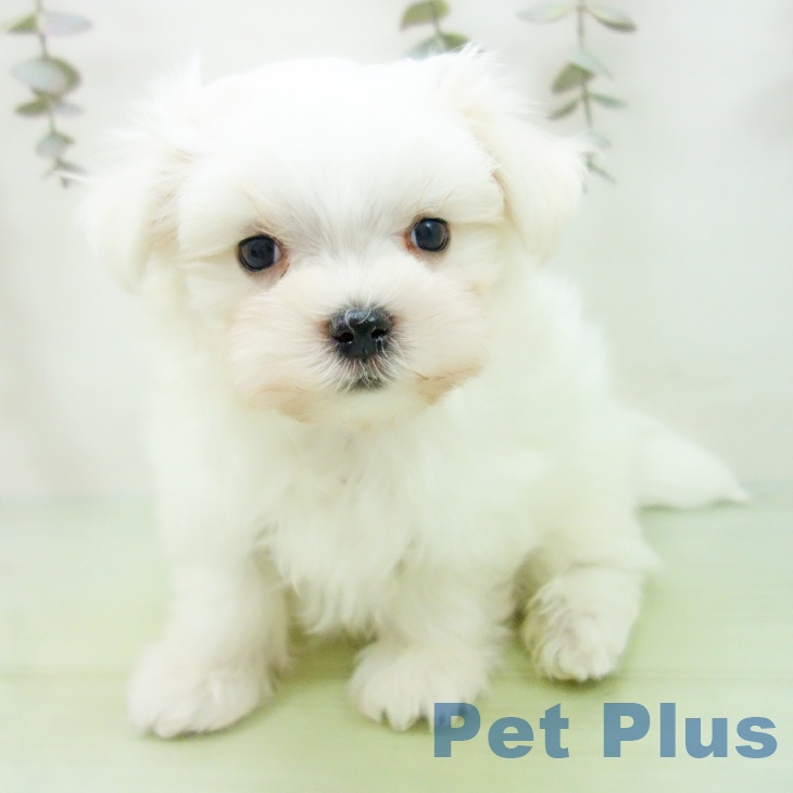 愛知県のマルチーズ (ペットプラス みなと店/2025年10月1日生まれ/男の子/ホワイト)の子犬の2枚目の画像