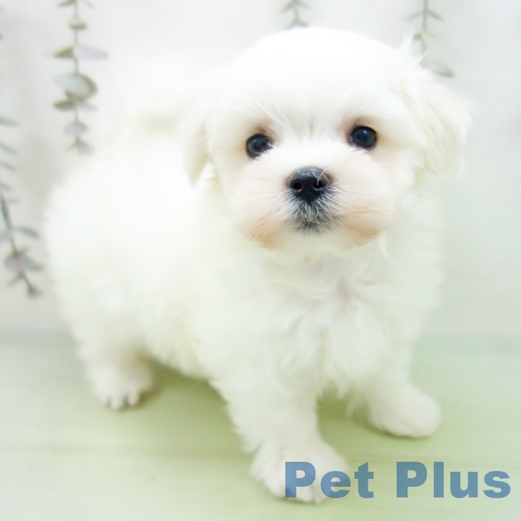 愛知県のマルチーズ (ペットプラス 則武新町店/2025年10月1日生まれ/女の子/ホワイト)の子犬の1枚目の画像