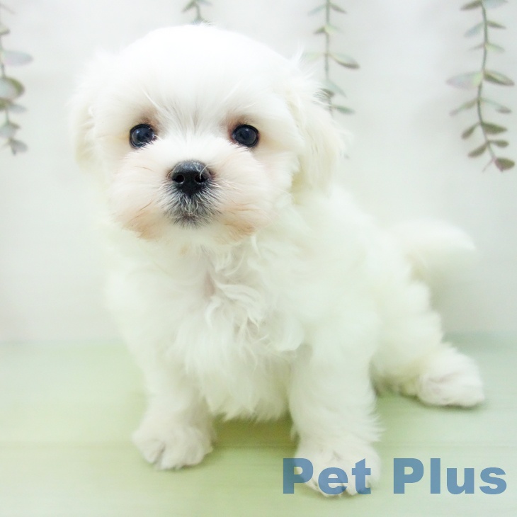 愛知県のマルチーズ (ペットプラス 則武新町店/2025年10月1日生まれ/女の子/ホワイト)の子犬の2枚目の画像