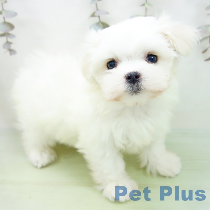 愛知県のマルチーズ (ペットプラス mozoワンダーシティ店/2025年10月1日生まれ/女の子/ホワイト)の子犬の1枚目の画像