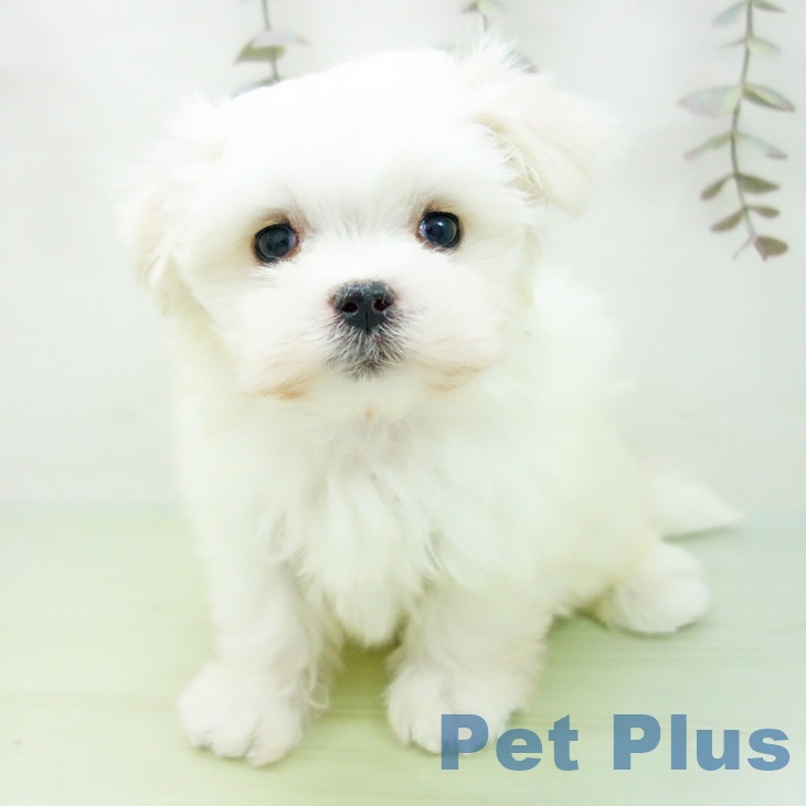 愛知県のマルチーズ (ペットプラス mozoワンダーシティ店/2025年10月1日生まれ/女の子/ホワイト)の子犬の2枚目の画像