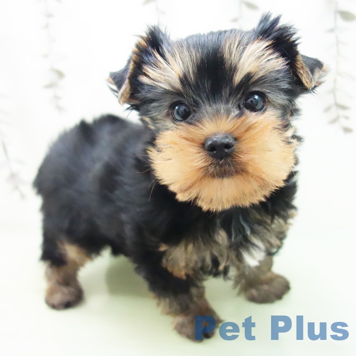 ヨークシャー・テリア