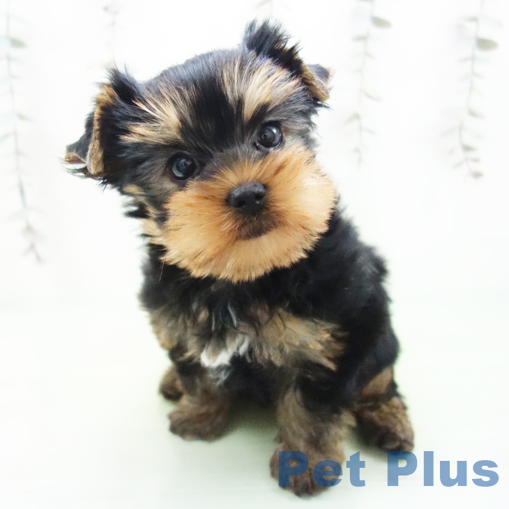 ヨークシャー・テリアの写真2