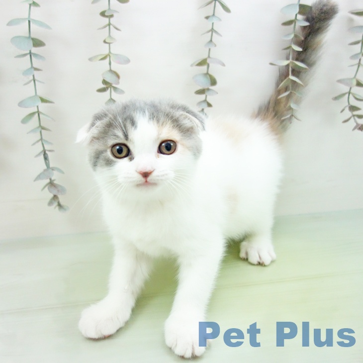 大阪府のスコティッシュフォールド (ペットプラス りんくう泉南店/2025年9月23日生まれ/女の子/ブルーパッチドタビーホワイト)の子猫の1枚目の画像