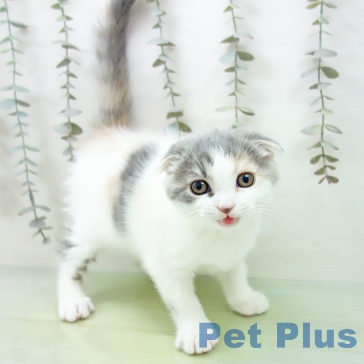 大阪府のスコティッシュフォールド (ペットプラス りんくう泉南店/2025年9月23日生まれ/女の子/ブルーパッチドタビーホワイト)の子猫の2枚目の画像